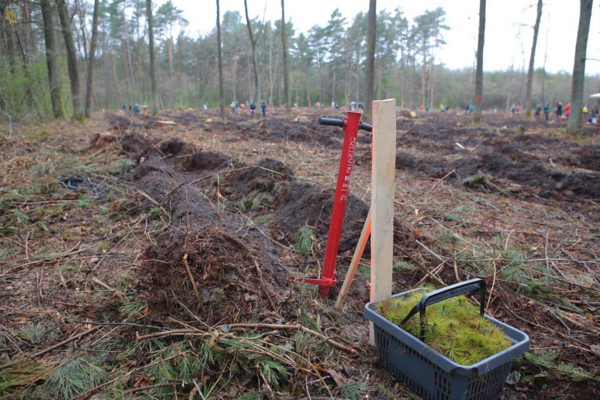 на Львівщині за добу висадили близько 50 тисяч дерев2