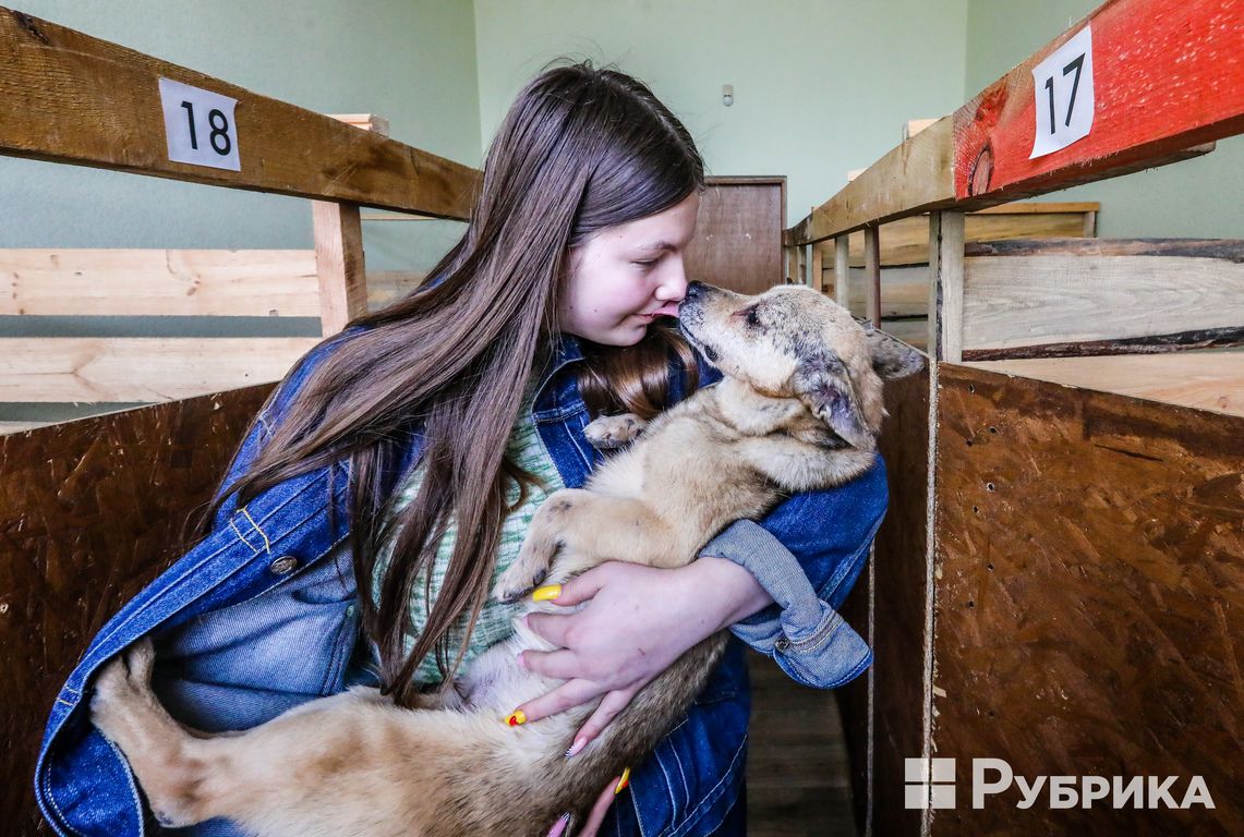 Коти і собаки, яких зачепила війна: чим у Києві живе тимчасовий притулок на ВДНГ і як допомогти