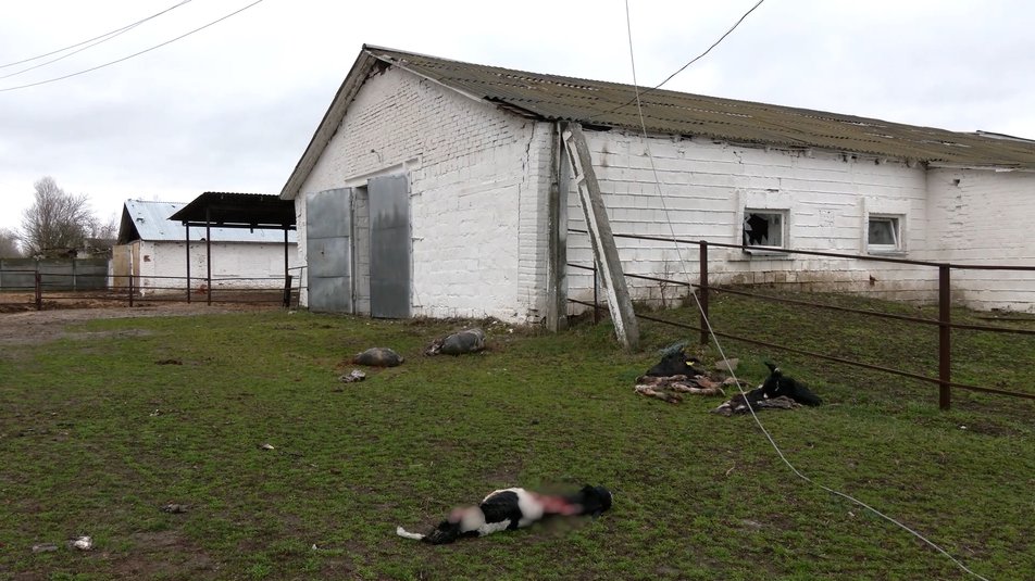 Ситуація на тваринницьких фермах України під час війни