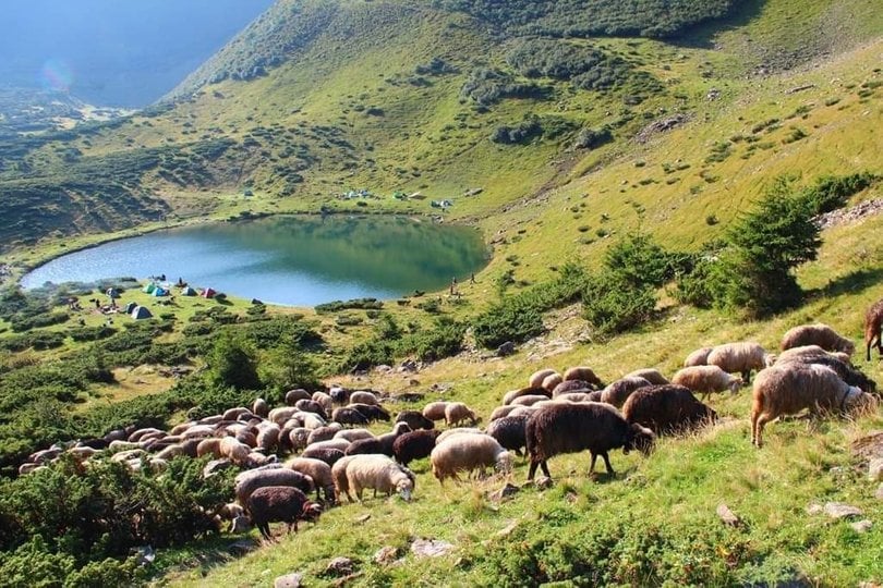 Гірський масив Свідовець, Закарпаття