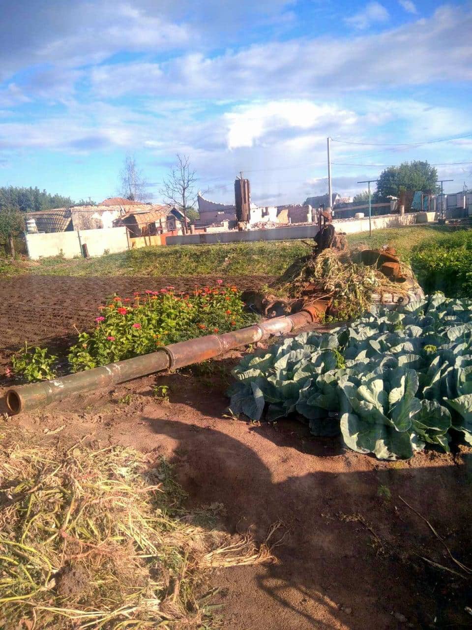 Українка висадила капусту навколо знищеного на городі танка окупантів