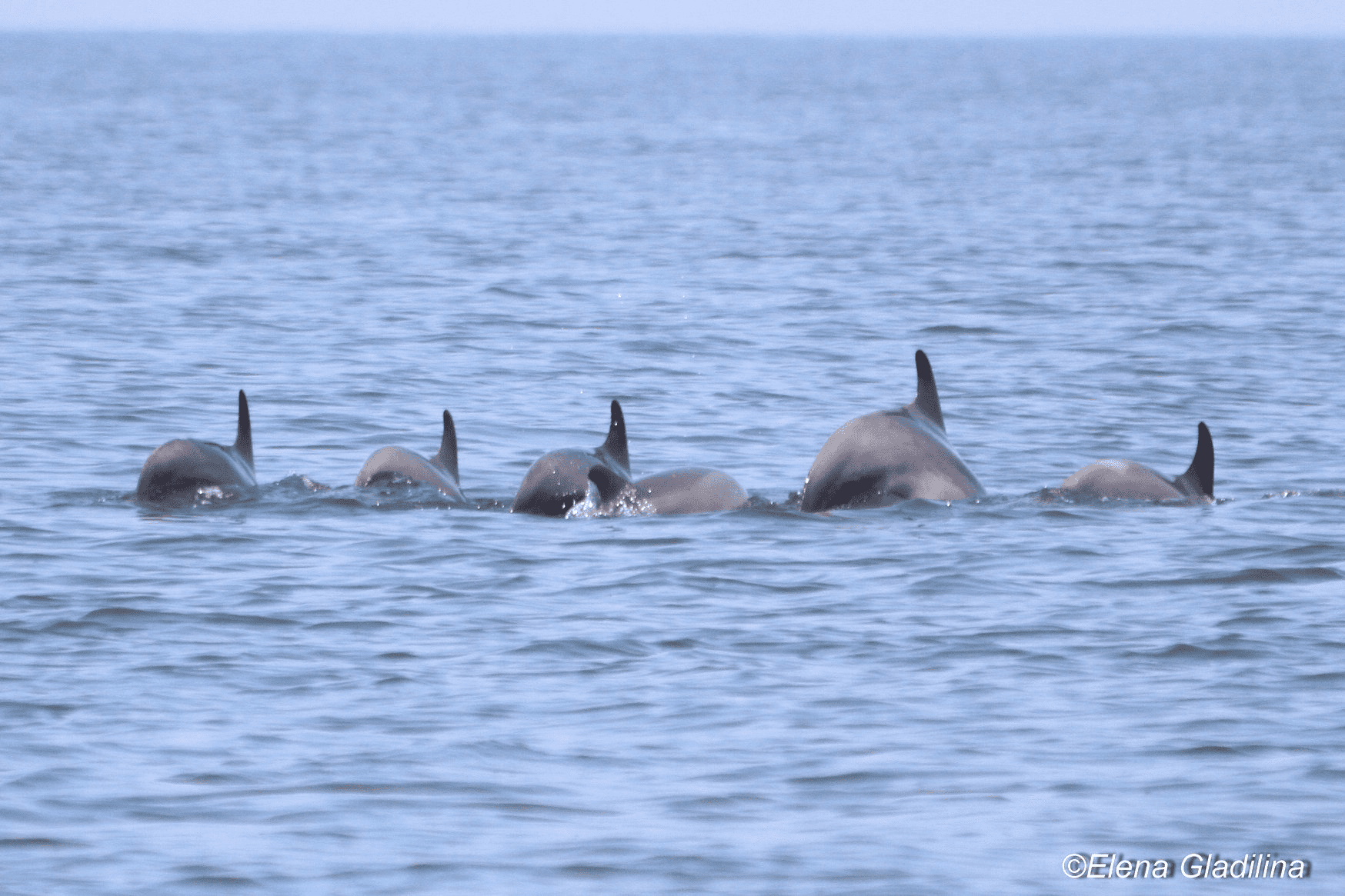 Чому в Чорному морі гинуть дельфіни та скільки нам доведеться чекати, щоб відновити їхню популяцію