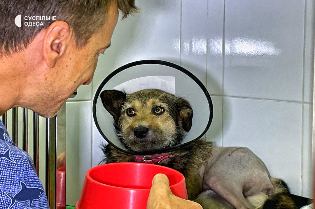 Врятований собака з Сергіївки