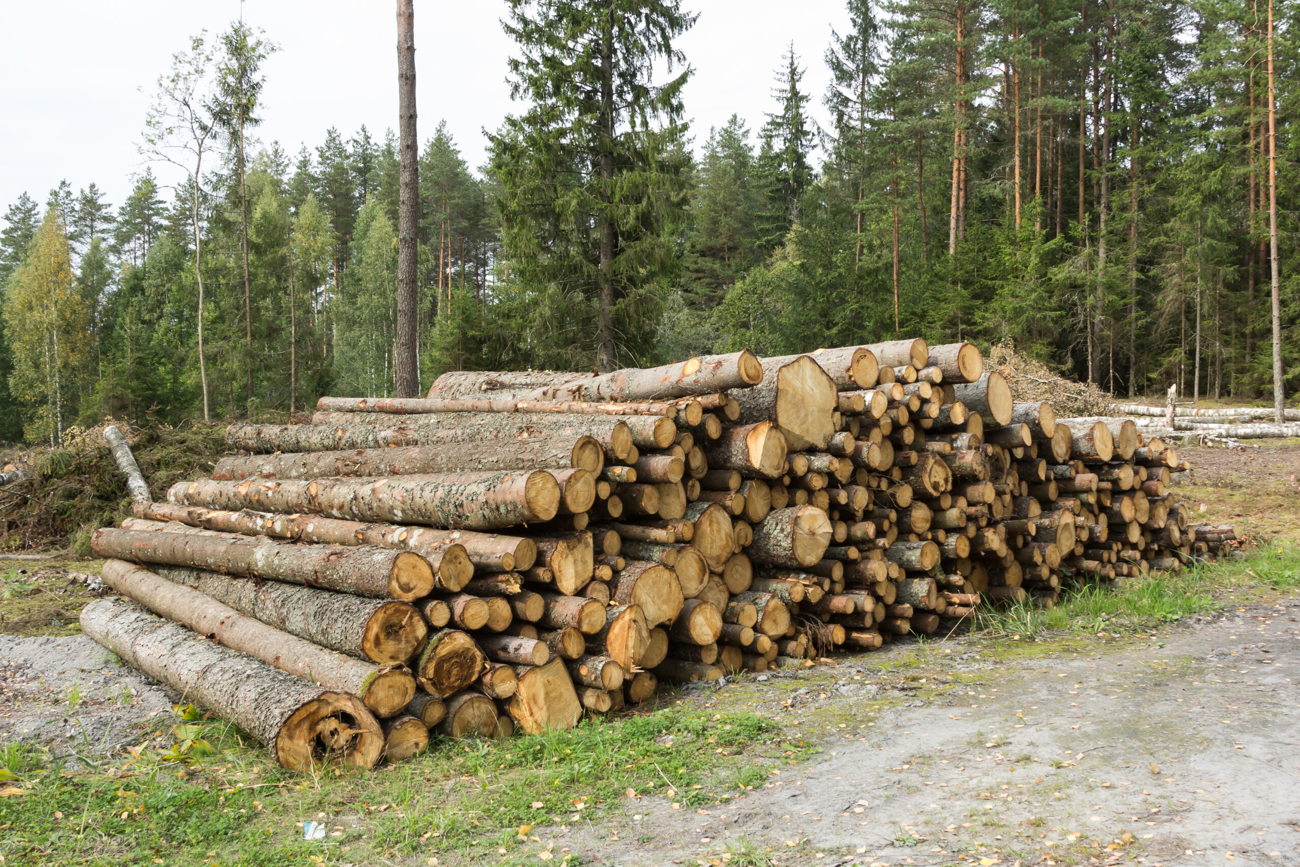 У Львові для опалення будуть використовувати зрізані дерева 