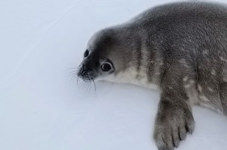Українські полярники показали, як підросли тюленята Мирко та Мрія. ФОТО