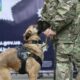 The Netherlands send 11 sapper dogs to Ukraine