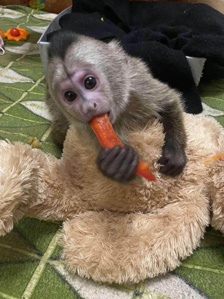 Працівники Луцького зоопарку виходили мавпенятко