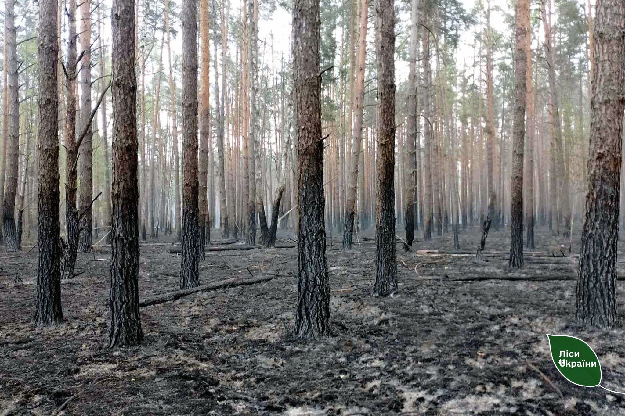ліс, пожежа, Чернігівщина