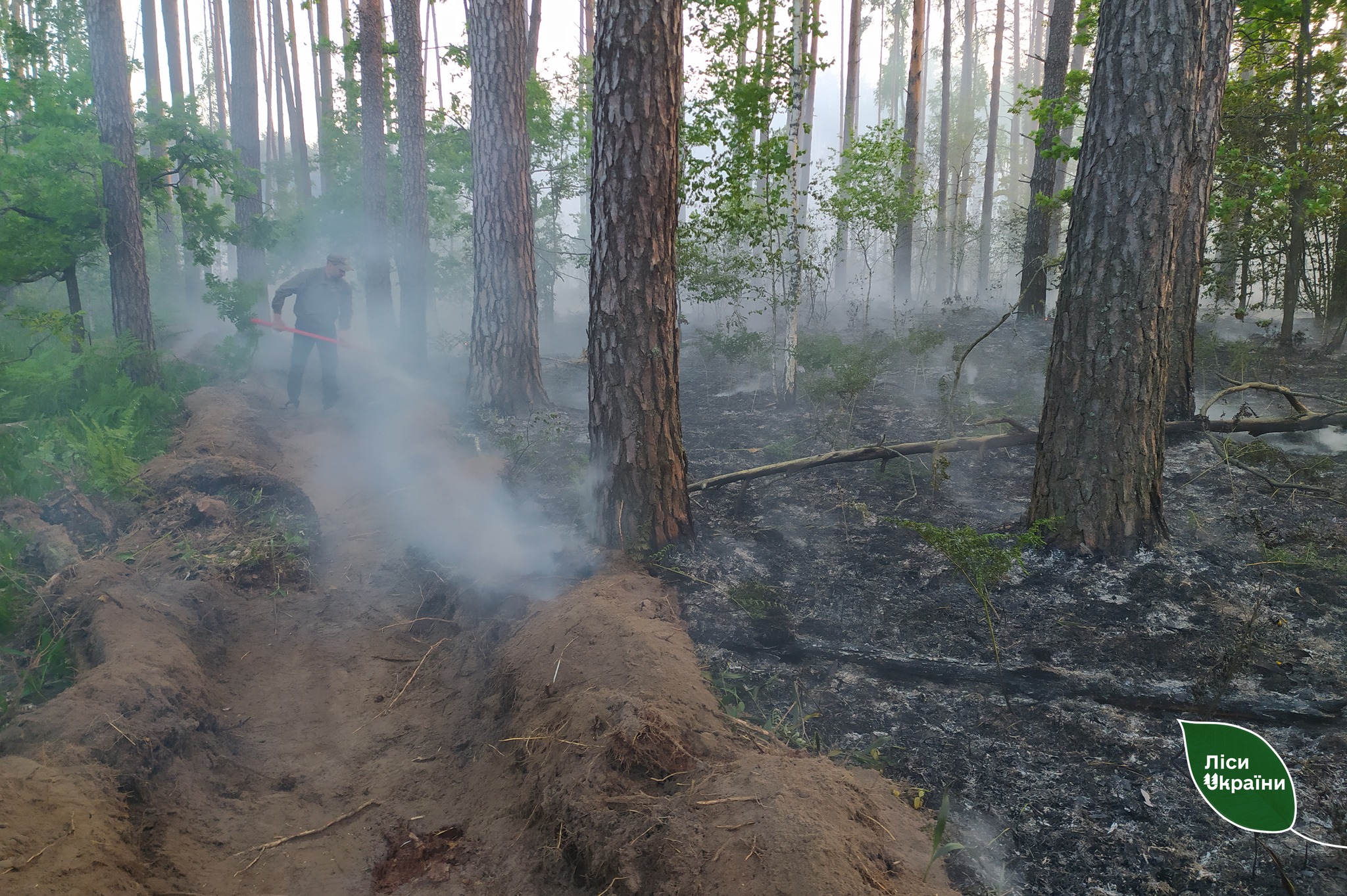 ліс, пожежа, Чернігівщина