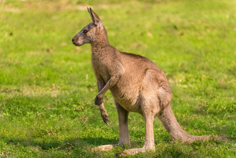 кенгуру Австралія