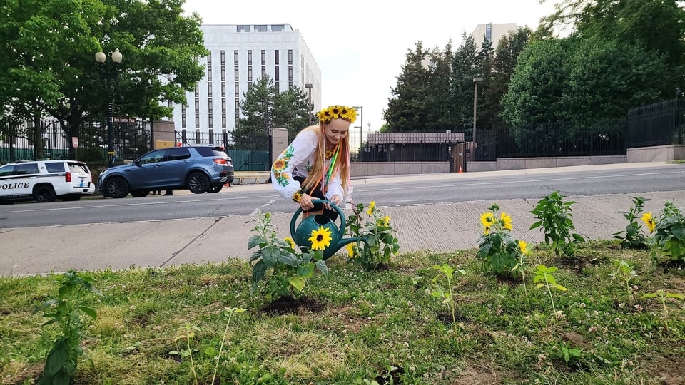 Українці, Вашингтон, соняшники