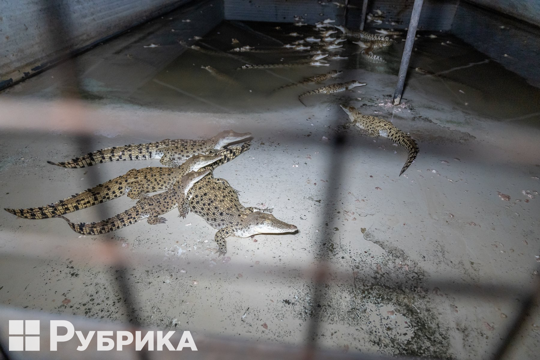 У Варшаві під магазином Louis Vuitton пройшла акція екоактивістів, прясвячена збереженню життя крокодилів