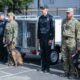 Solutions to win: EU allies provide special equipment for Ukrainian sapper dogs