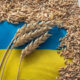 Ukraine continues to develop Grain from Ukraine program – Zelensky