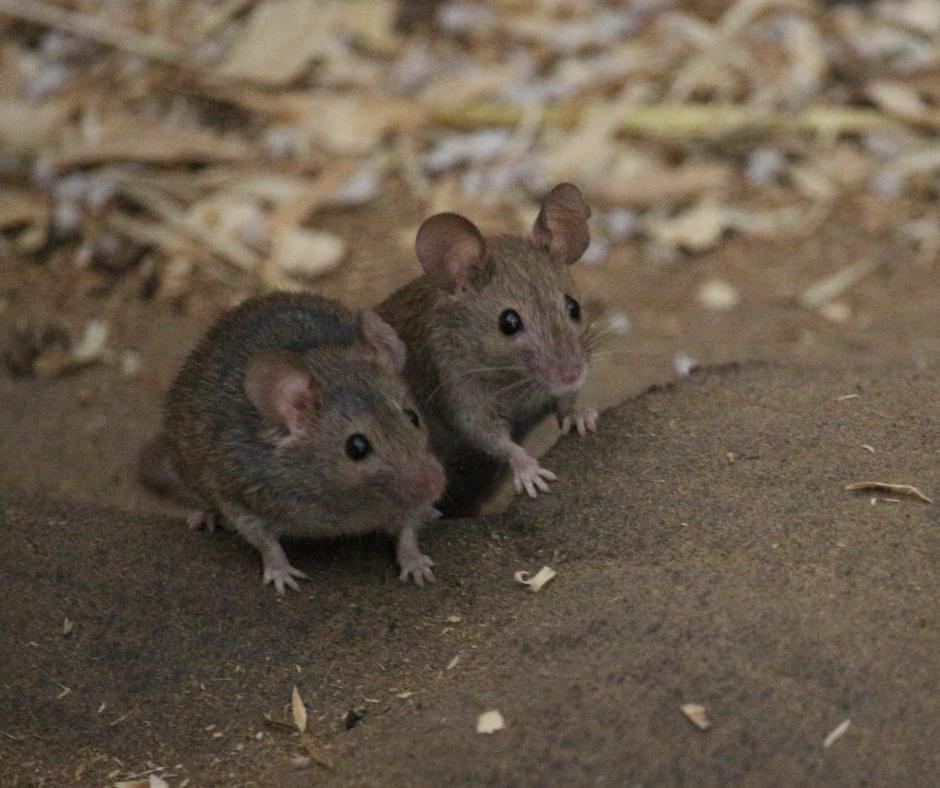 миші в окопах