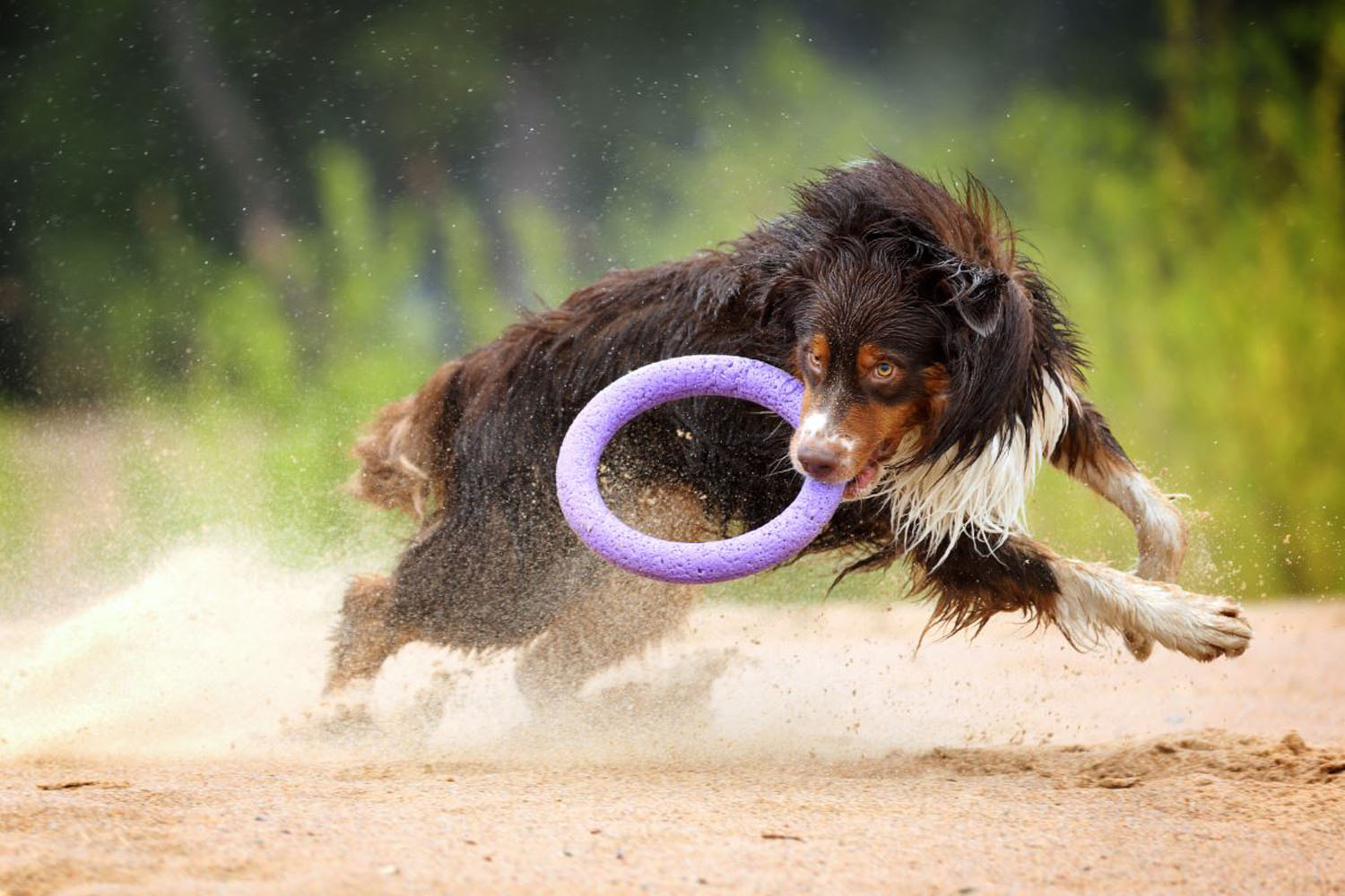 Активний спосіб життя з Club 4 Paws Active + PULLER для собак: як підтримати здоров'я та щасливе життя вашого улюбленця