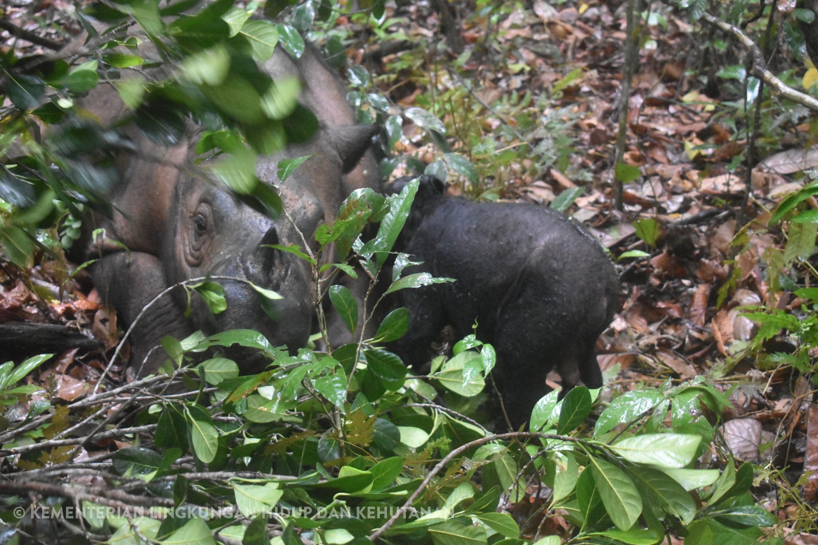 Новонароджене дитинча з матір'ю носорогом