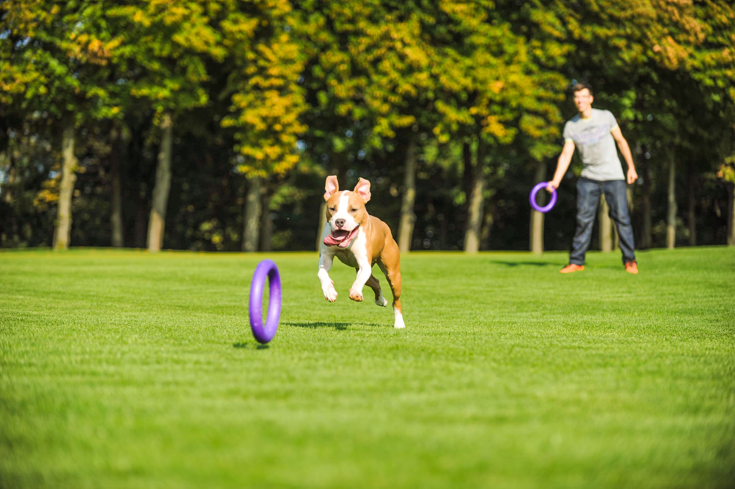 Активний спосіб життя з Club 4 Paws Active + PULLER для собак: як підтримати здоров'я та щасливе життя вашого улюбленця