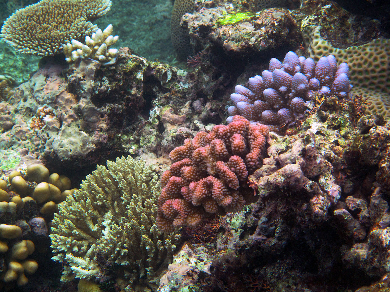Коралові острови Австралія