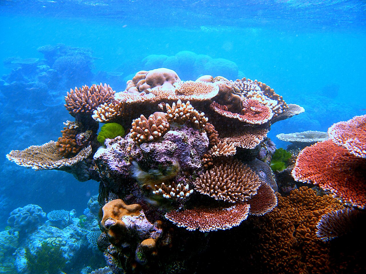 Коралові острови Австралія