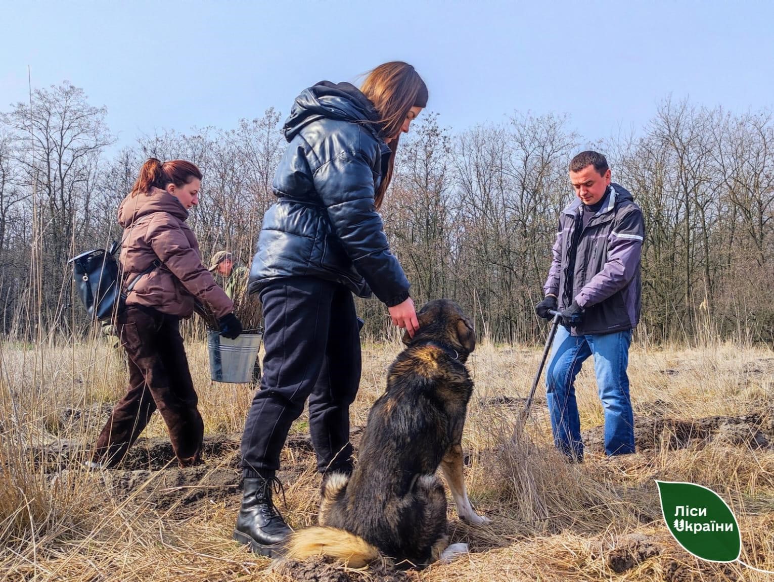 4000 евакуйованих саджанців клена висадили на Дніпропетровщині