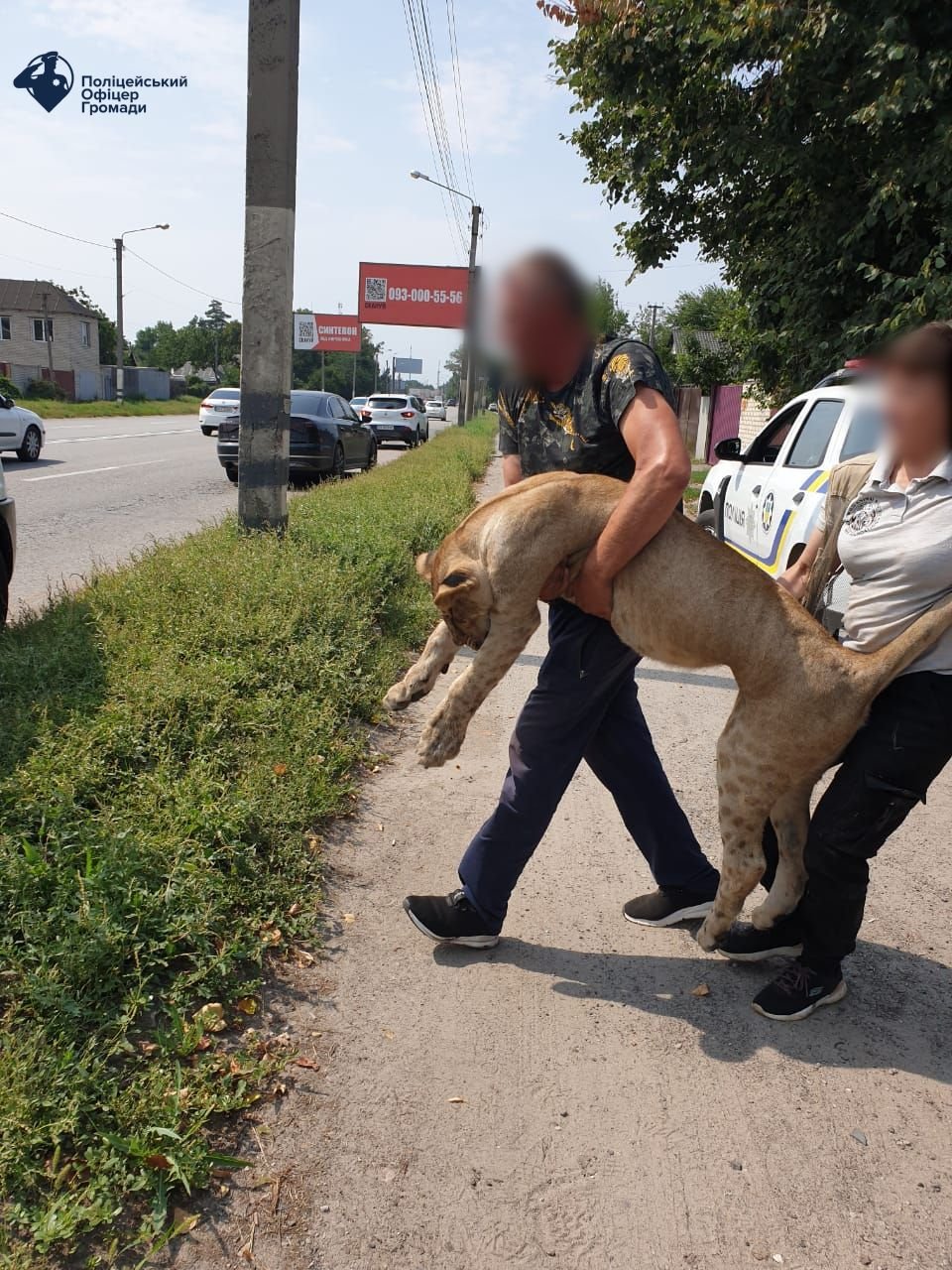 Левиця яку евакуювали з Харківщини