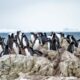 Фрак чи біло-блакитні очі: українські полярники розповіли про різні види пінгвінів в Антарктиді