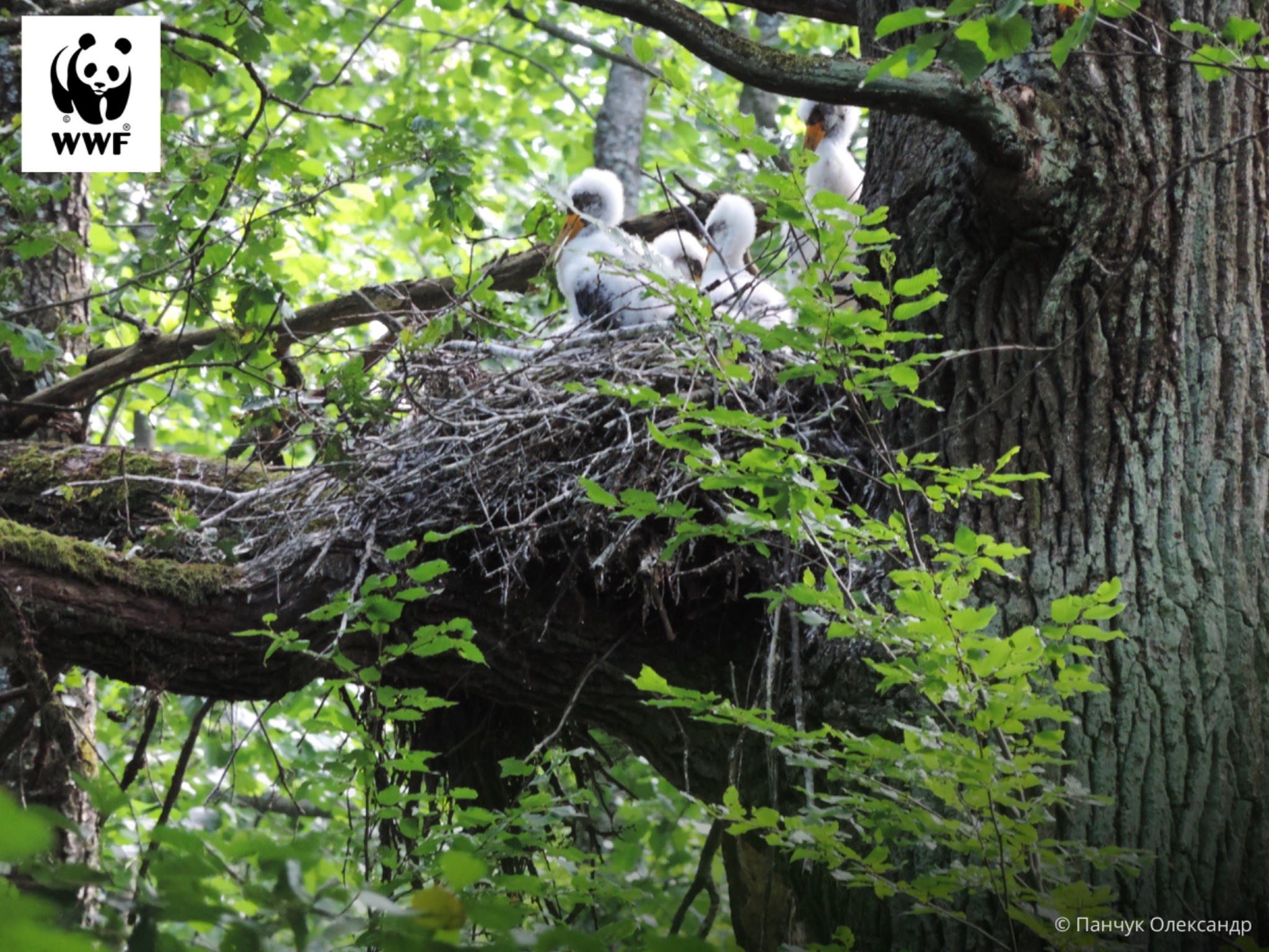 На Київщині створили охоронні зони, щоб захистити рідкісних птахів