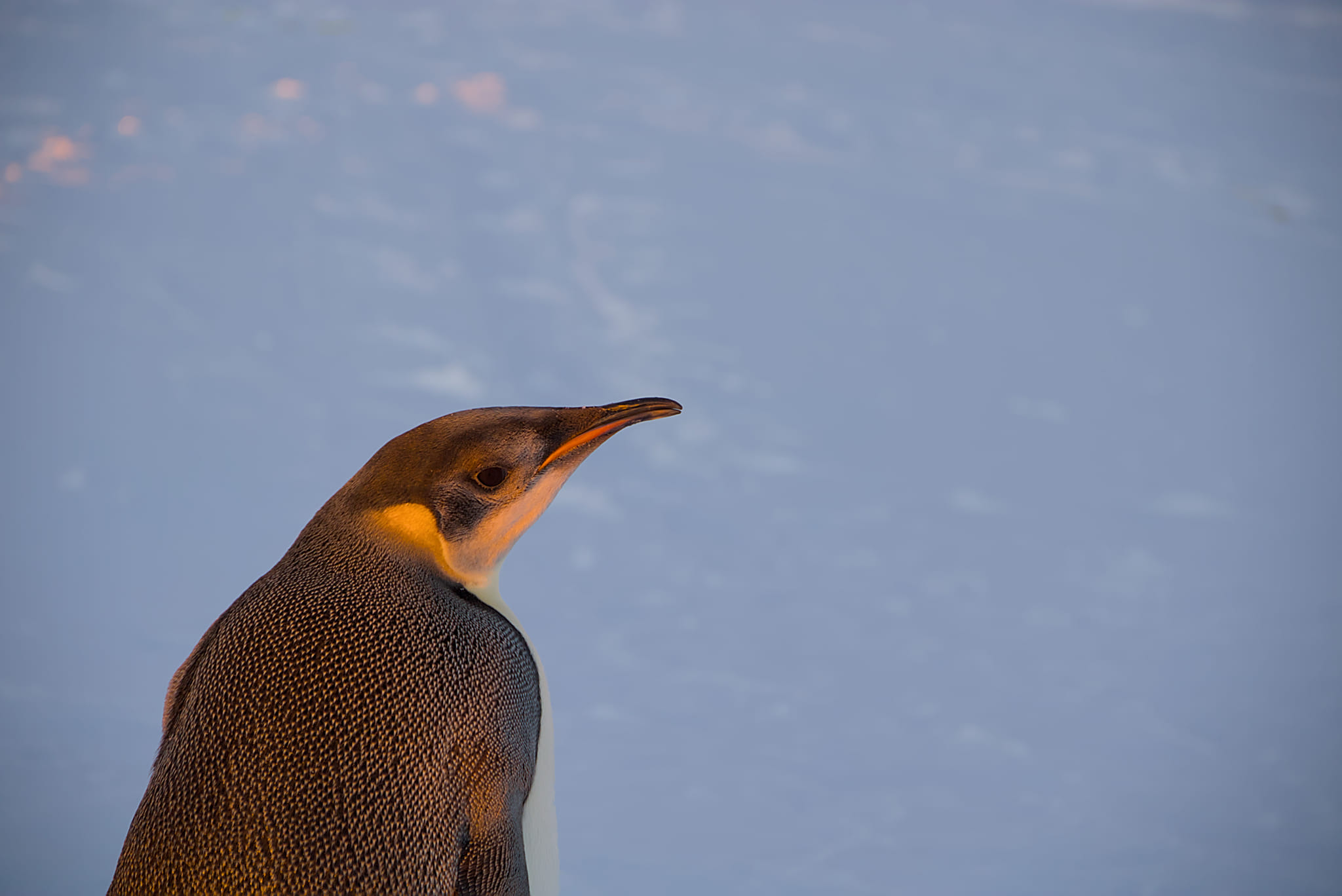Імператорський пінгвін