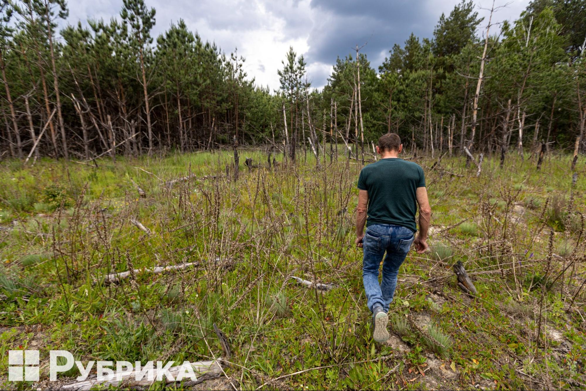 Ліс у селі на Київщині після російських обстрілів 2022 року.