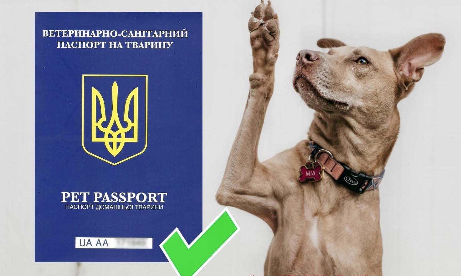 ветеринарний паспорт міжнародного зразка