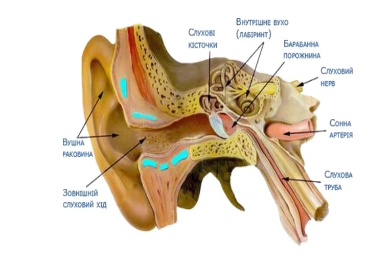 Будова вуха