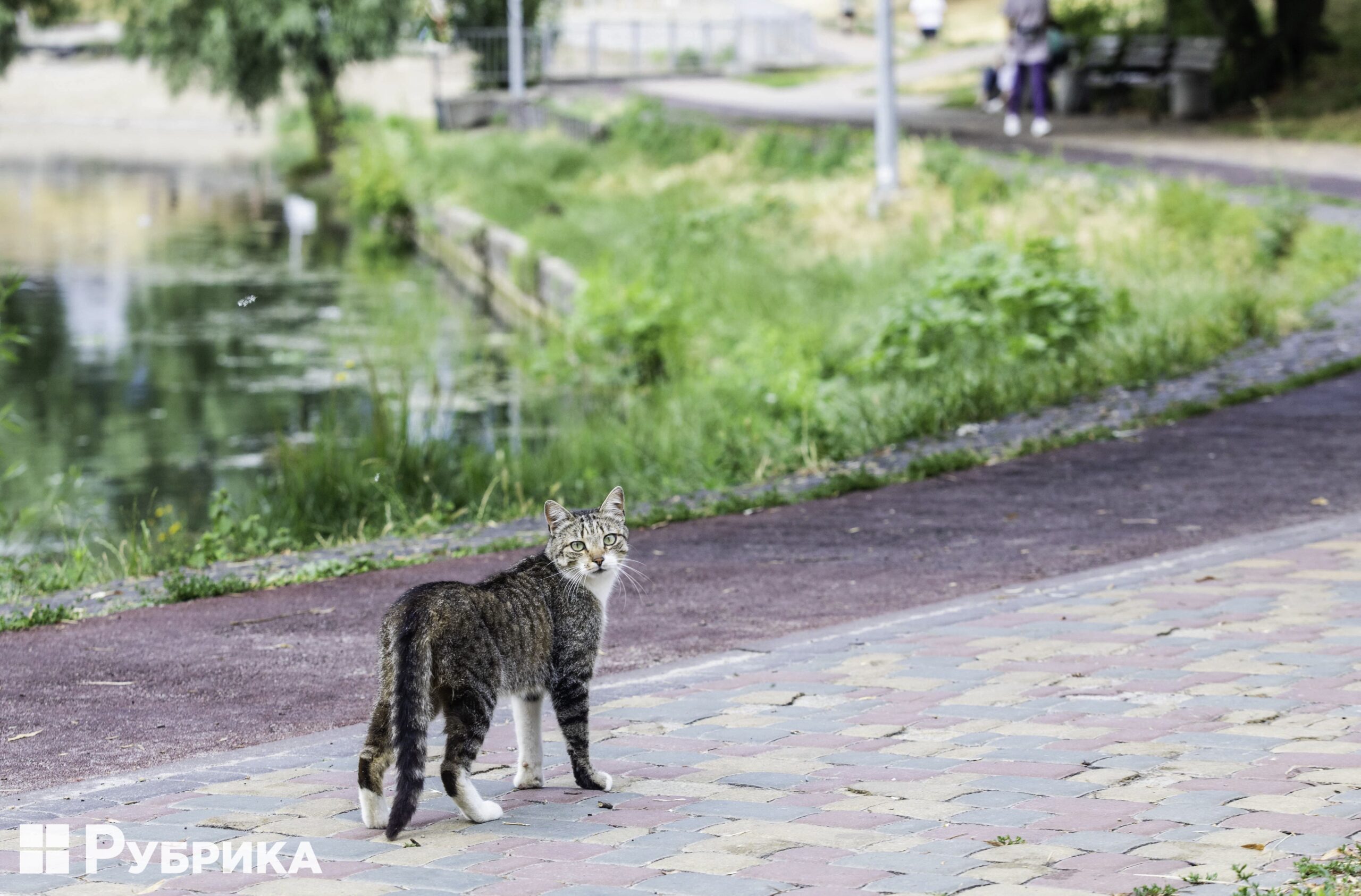 Кіт у місті кот