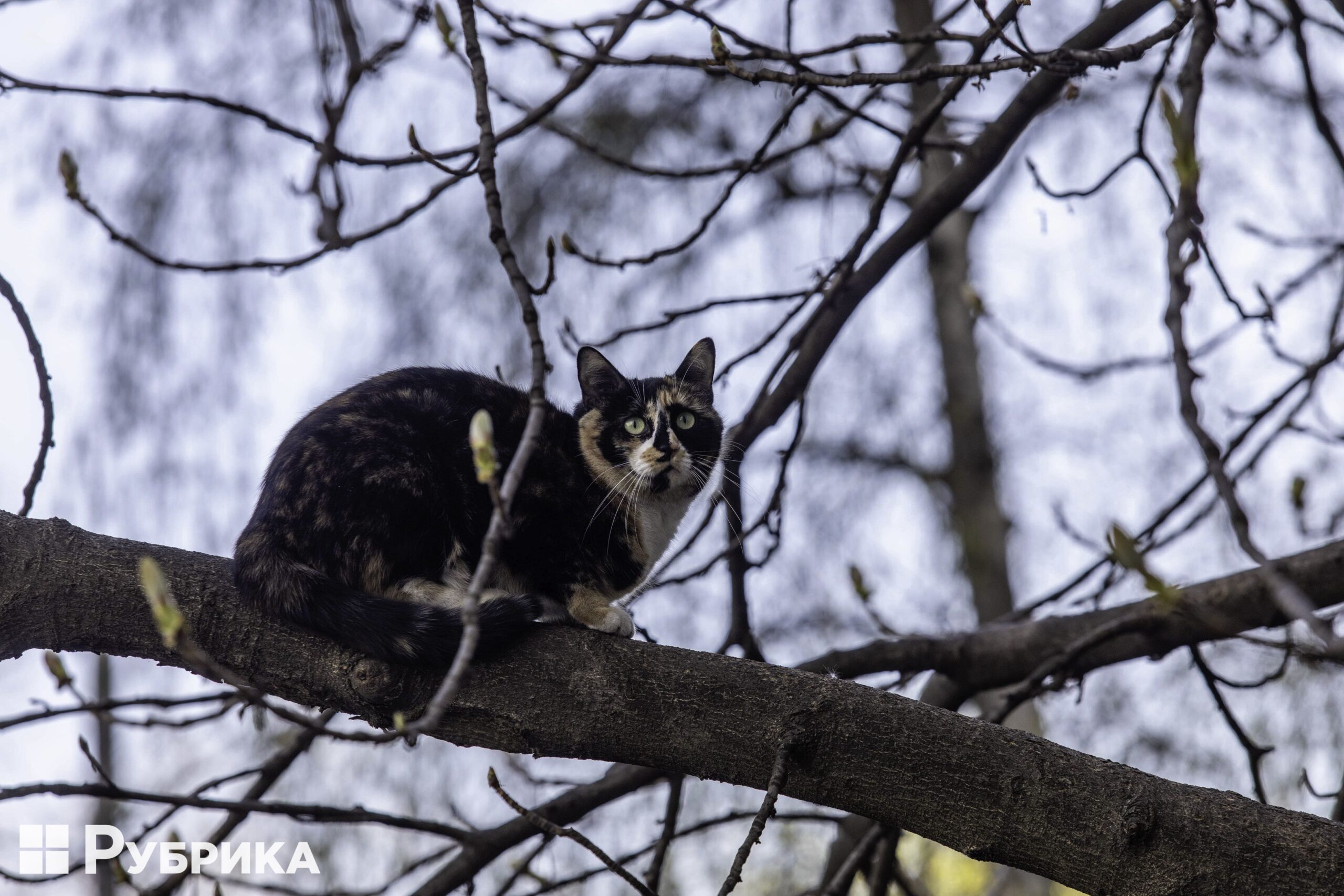 Кіт у місті кот