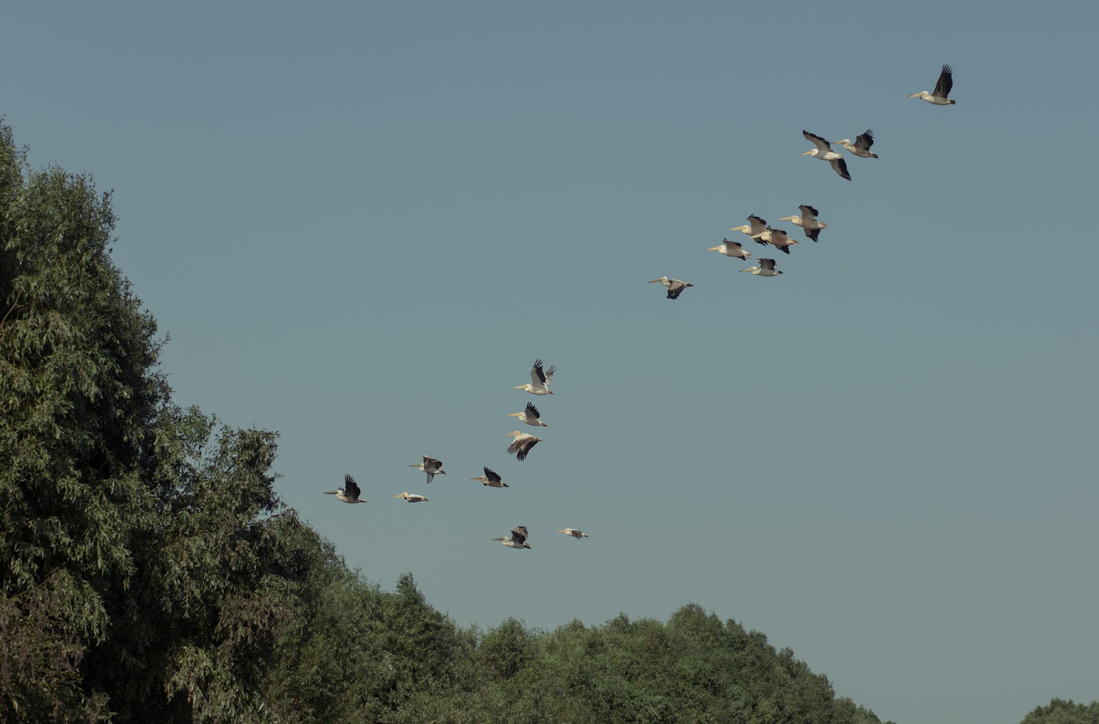 Danube delta: bird species