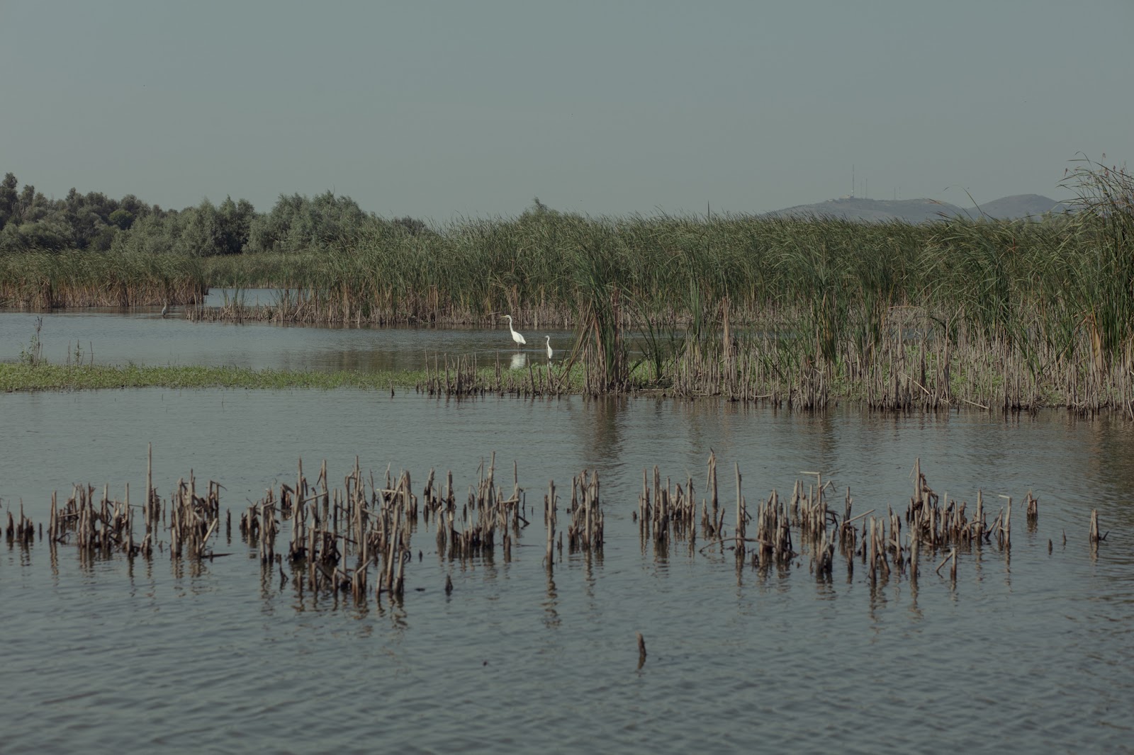 Danube delta