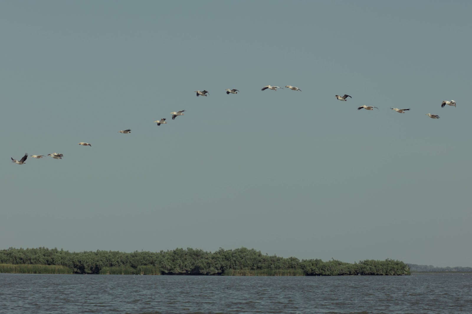 Danube delta