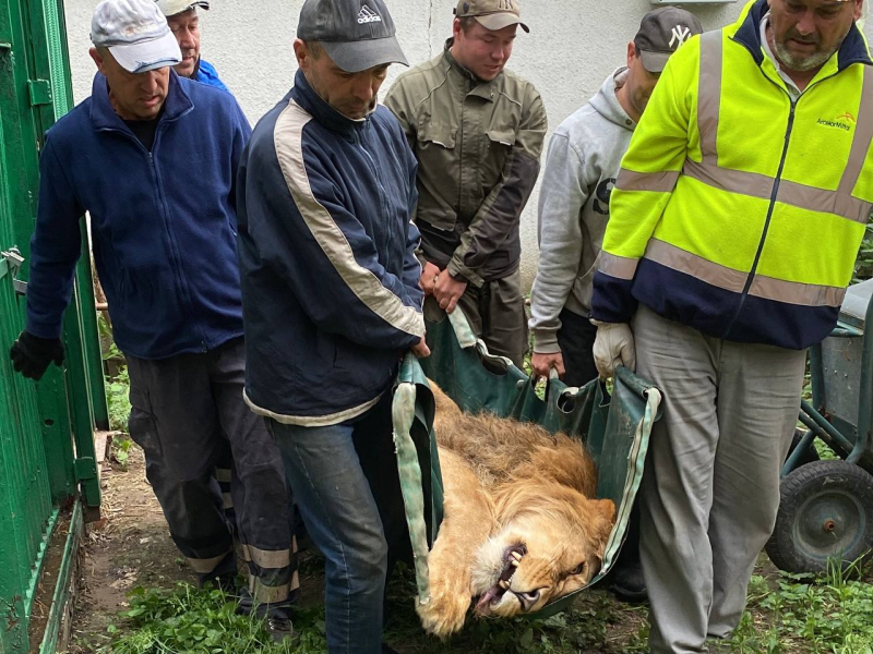 Charities in Ukraine: UAnimals