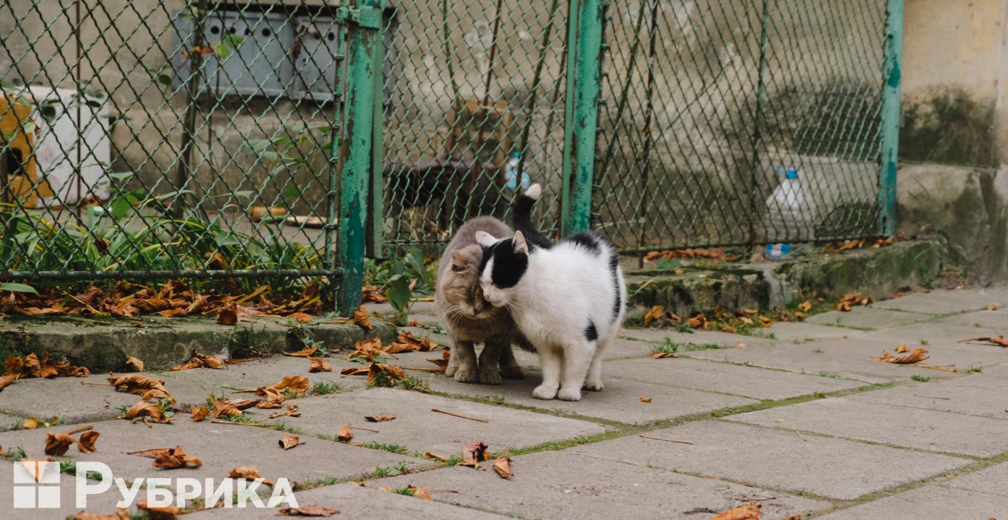 вуличні коти у Львові