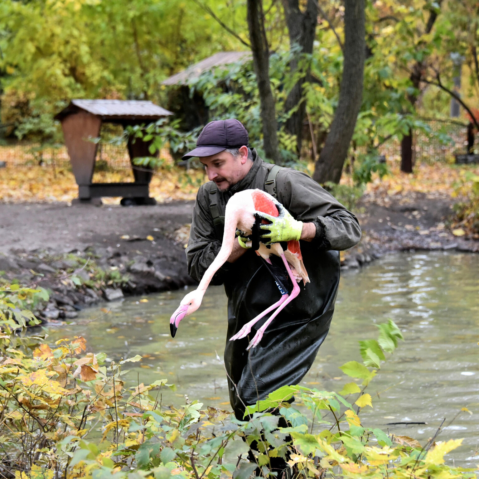 Рожеві фламінго КиївЗоо переїхали на відпочинок