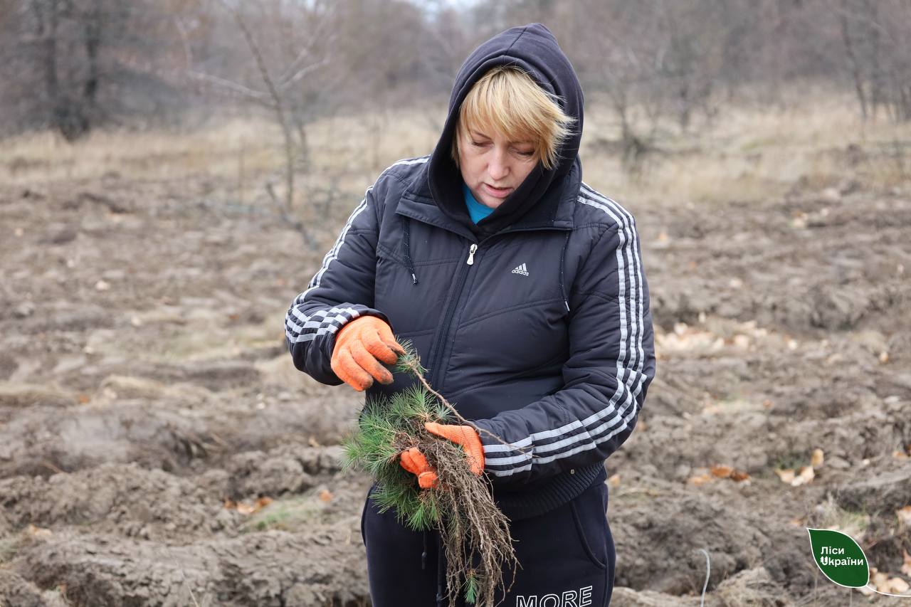 Полтавщина, ліси