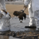 Russia conceals scale of environmental disaster as fuel oil spill reaches Odesa region beaches