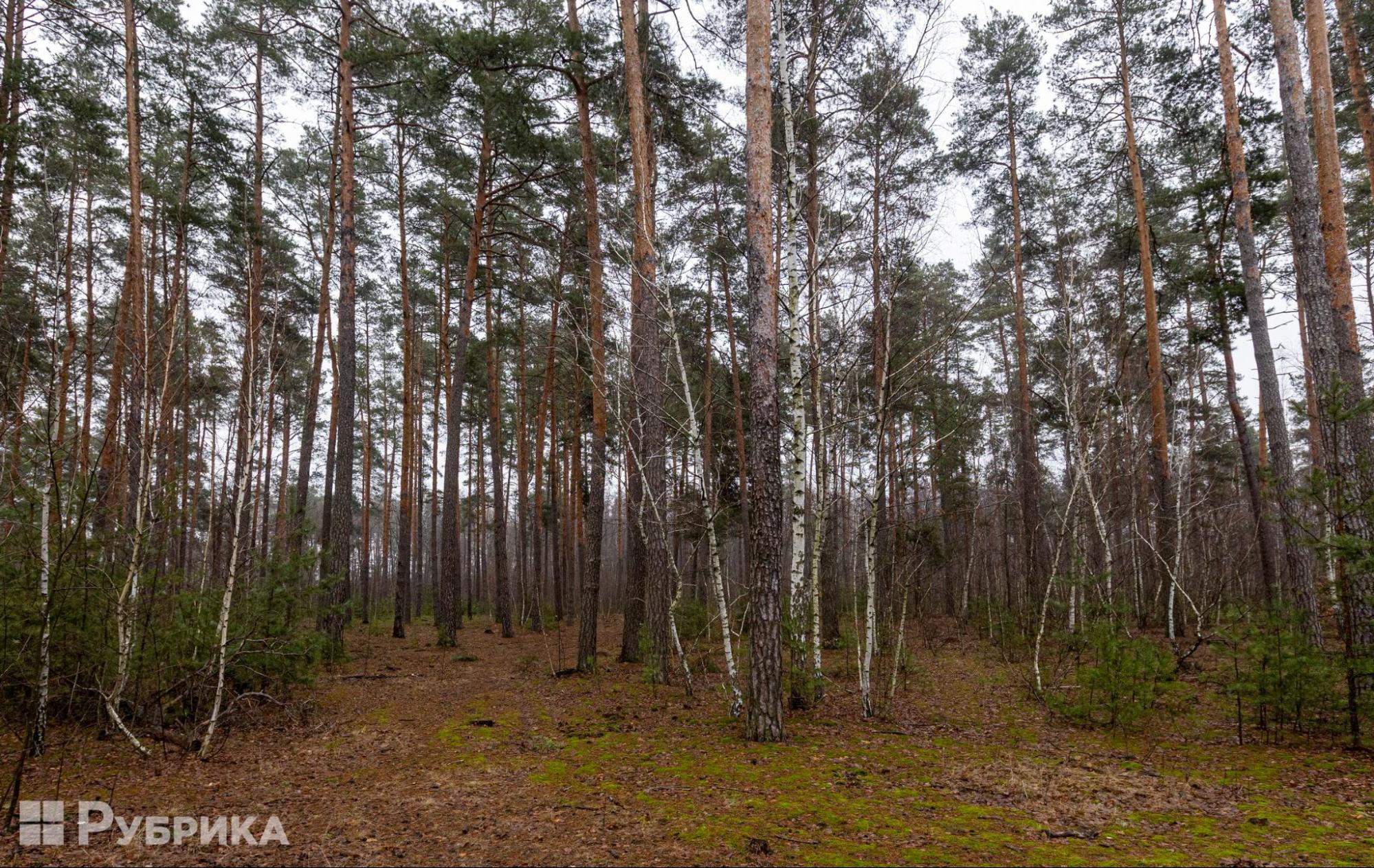 Мархалівський ліс, січень 2025 року