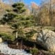 Eco-solutions: therapeutic Japanese-style garden being developed in Ternopil