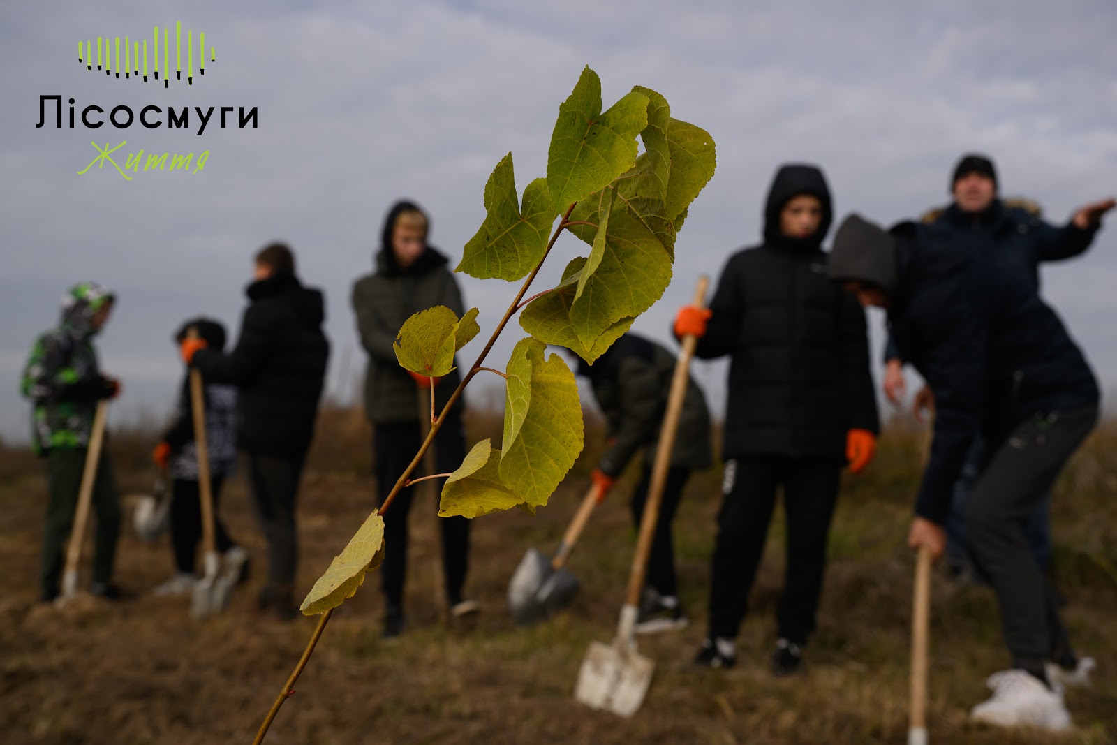 відновлення лісосмуг