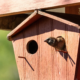 Eco-solutions: Kyiv parks and squares enhance urban wildlife with new birdhouses