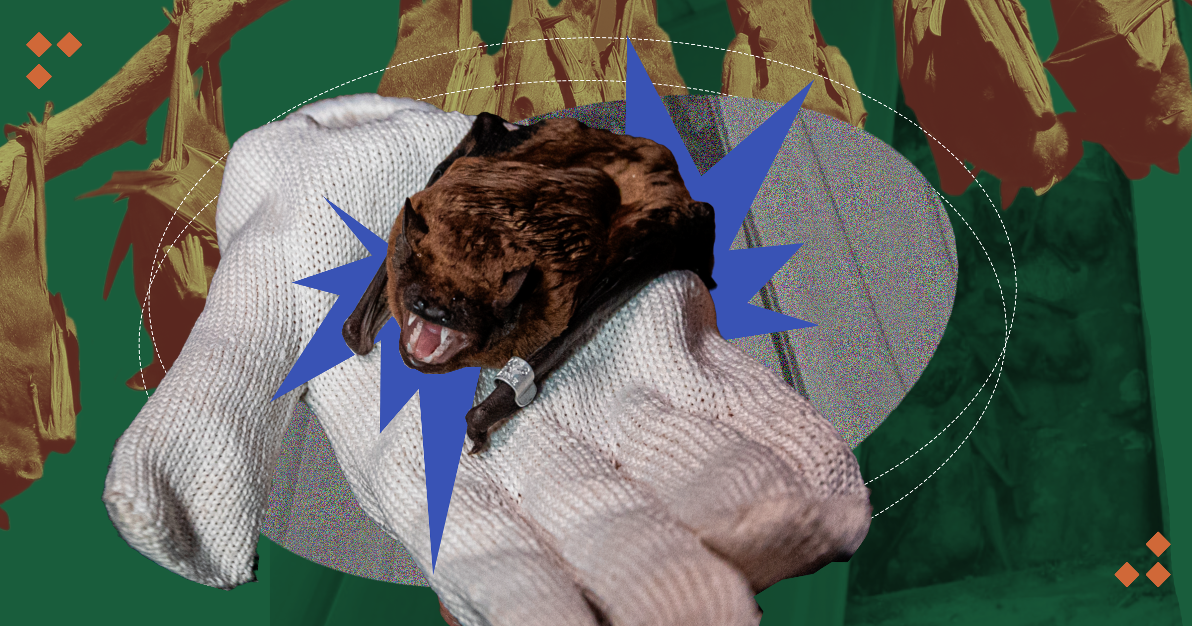 Bats in your house: What should you do?