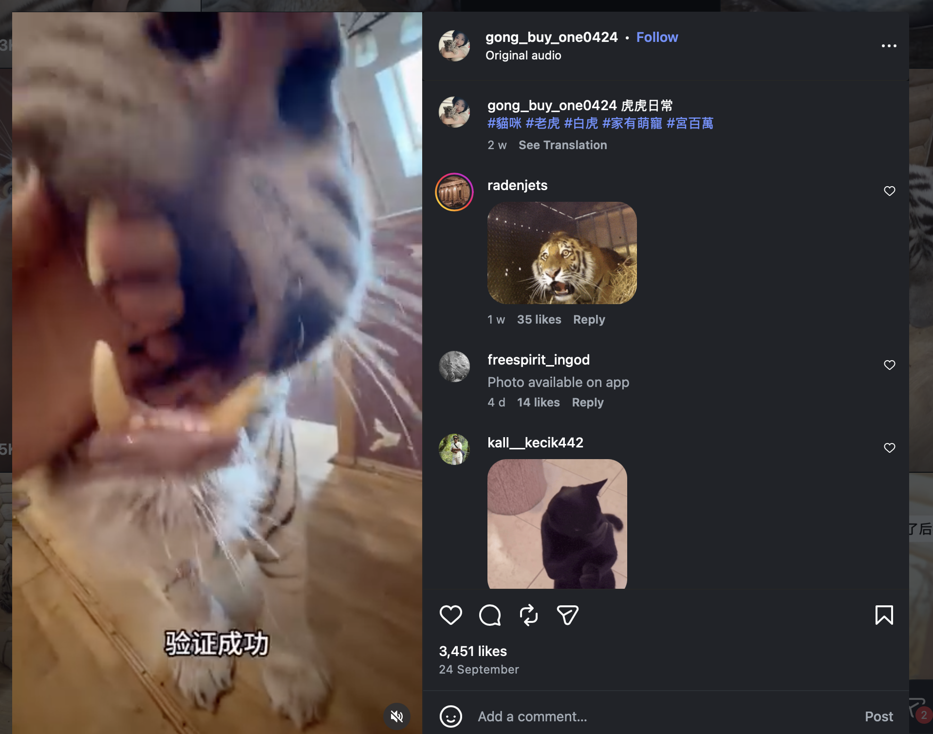 Скриншоти з відео рілс в Instagram блогерки Gong_buy_one0224, де тварині дають облизувати лезо та пхають руки в пащу