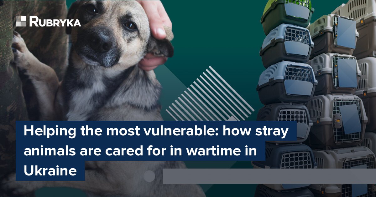 Helping the most vulnerable: how stray animals are cared for in wartime in  Ukraine – Rubryka