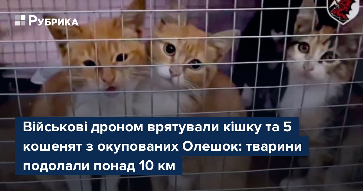 Військові дроном врятували кішку та 5 кошенят з окупованих Олешок: тварини подолали понад 10 км